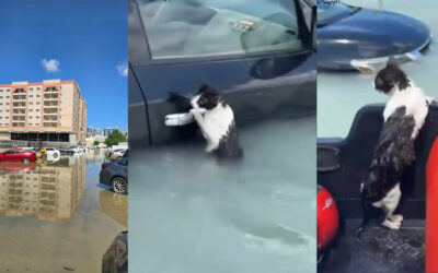 FLOOD EMERGENCY: DUBAI UNDERWATER! HELP US SUPPORT VOLUNTEERS AND STRAY CATS RESCUED