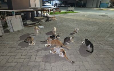 AFTER THE FLOOD EMERGENCY IN DUBAI, A TON OF PET FOOD WAS PROMPTLY DELIVERED
