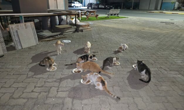 AFTER THE FLOOD EMERGENCY IN DUBAI, A TON OF PET FOOD WAS PROMPTLY DELIVERED