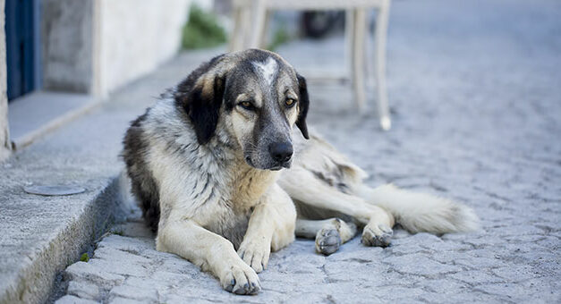 TURKISH GOVERNMENT VOTES THE LAW TO ALLOW THE KILLING OF STRAY ANIMALS