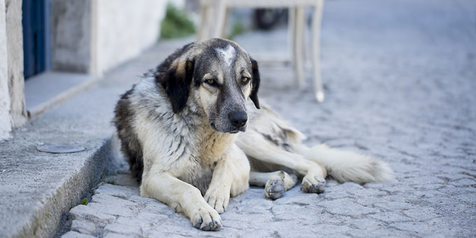 TURKISH GOVERNMENT VOTES THE LAW TO ALLOW THE KILLING OF STRAY ANIMALS