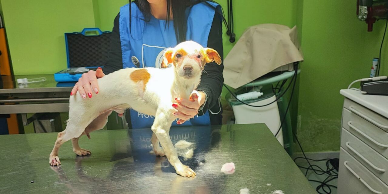 SOLIDARITY FOR Q8, A LITTLE DOG ABANDONED IN A STATE OF SERIOUS NEGLECT