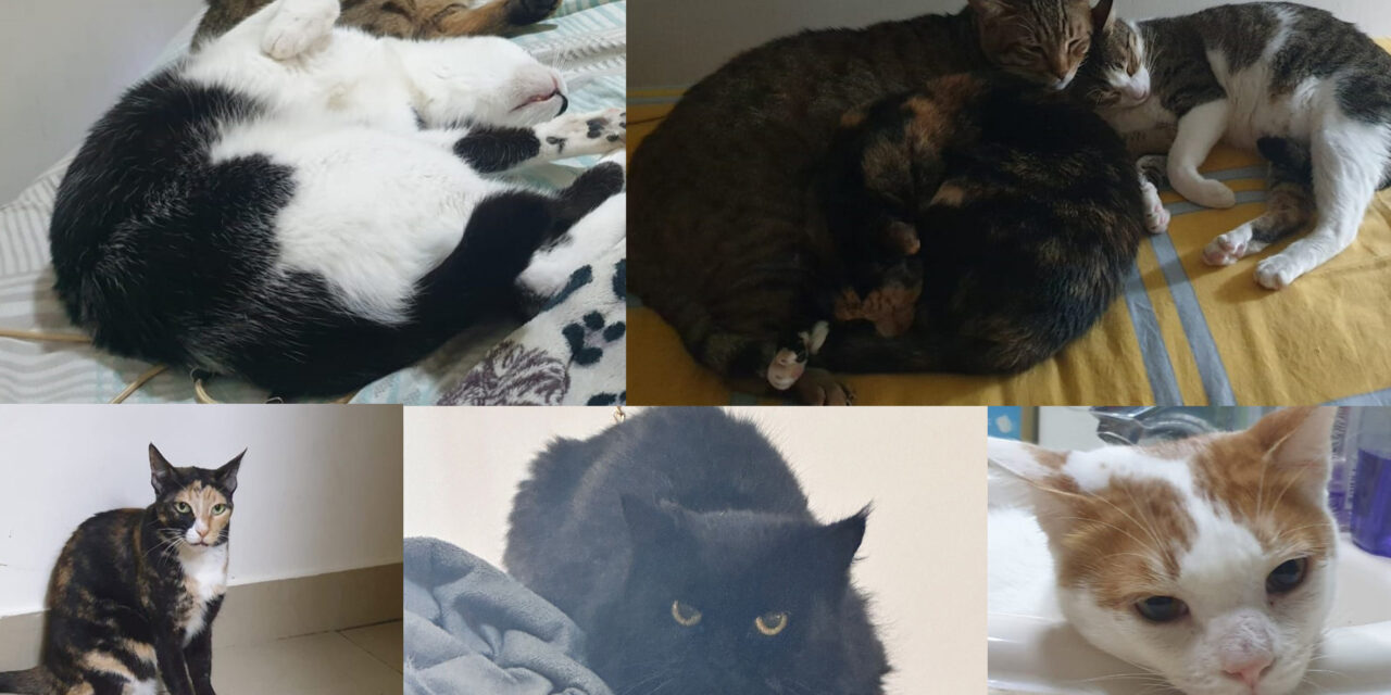HELP OIPA GIVE SIX CATS LEFT ALONE IN DUBAI A NEW LIFE