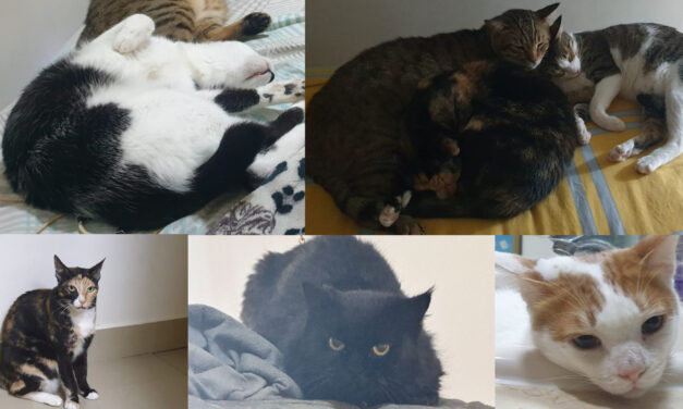 HELP OIPA GIVE SIX CATS LEFT ALONE IN DUBAI A NEW LIFE