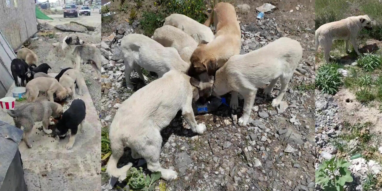 15 STRAY DOGS AWAITING STERILIZATION IN ANKARA