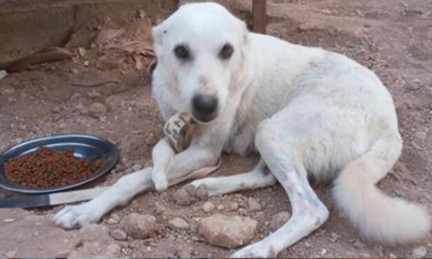 FOOD FOR NEGLECTED FOUR PAWS IN A SMALL TOWN OF THE MIDDLE EAST