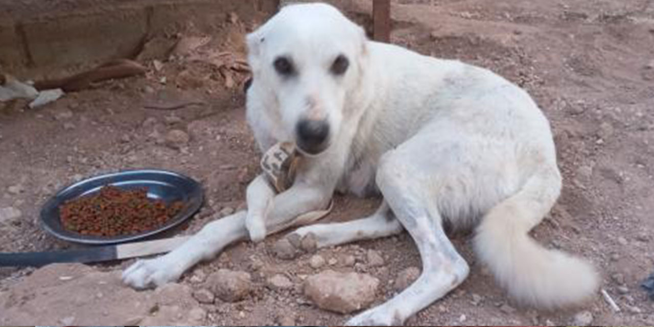 FOOD FOR NEGLECTED FOUR PAWS IN A SMALL TOWN OF THE MIDDLE EAST