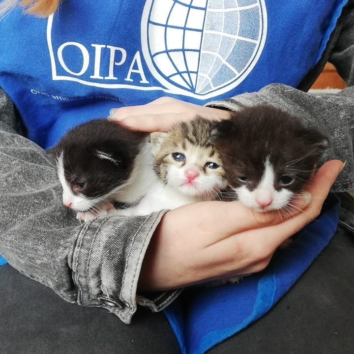 International Organization for Animal Protection - OIPA - volunteer