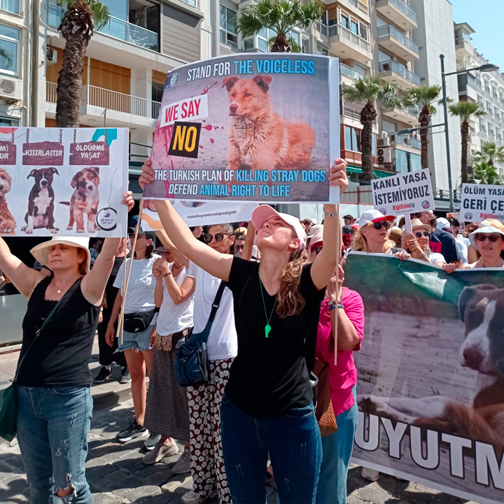 International Organization for Animal Protection - OIPA - supporter