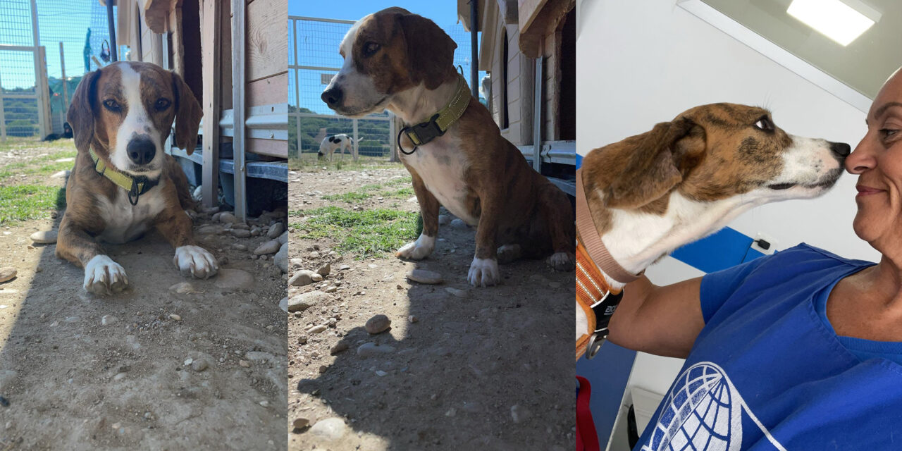 LAILA WAS DUMPED DUE TO SERIOUS ILLNESS: OIPA VOLUNTEERS RESCUED THE DOG DURING A SEIZURE EPISODE. LET’S SUPPORT HER RECOVERY