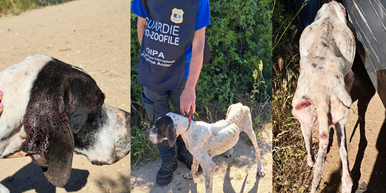 SKELETAL FEMALE POINTER SEIZED BY OIPA ANIMAL CONTROL OFFICERS OF ORISTANO