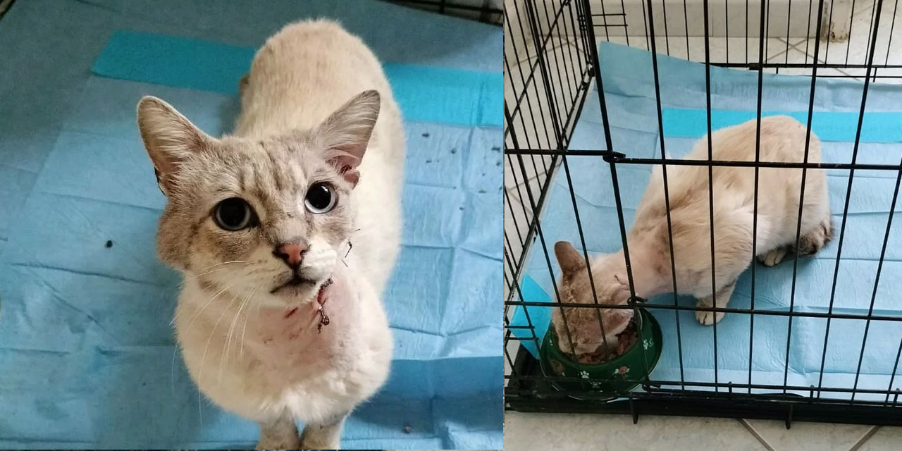 NASTRINO, STRAY CAT RESCUED WITH A DEEP NECK WOUND. HE REQUIRES MEDICAL ATTENTION TO HEAL