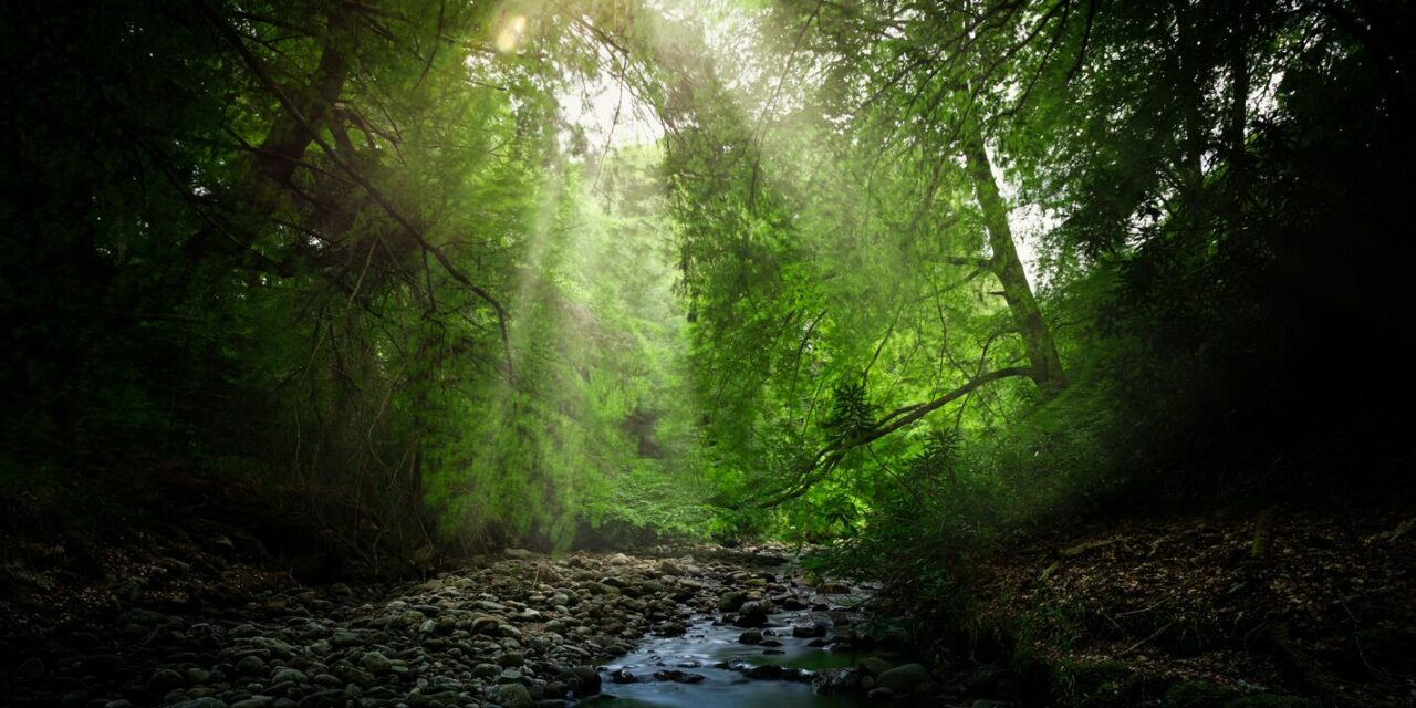GENERATION RESTORATION, THE THEME OF WORLD ENVIRONMENT DAY 2024