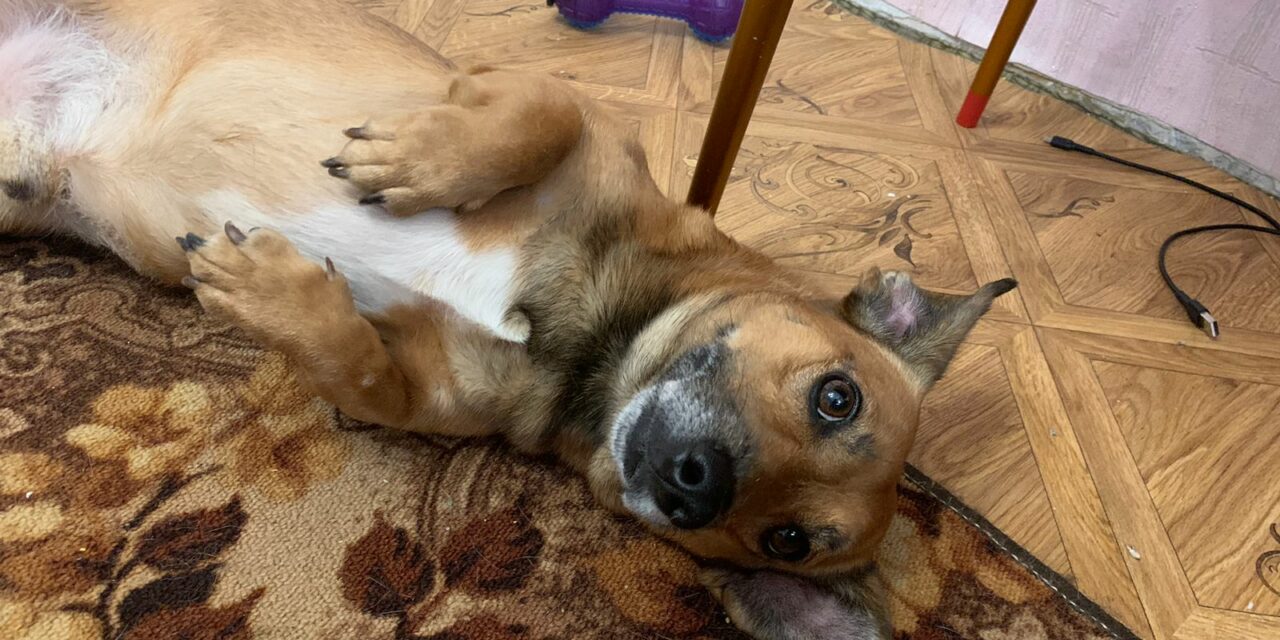 CASPER, A LITTLE WARRIOR FROM UKRAINE, REQUIRES YOUR HELP