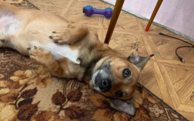 CASPER, A LITTLE WARRIOR FROM UKRAINE, REQUIRES YOUR HELP