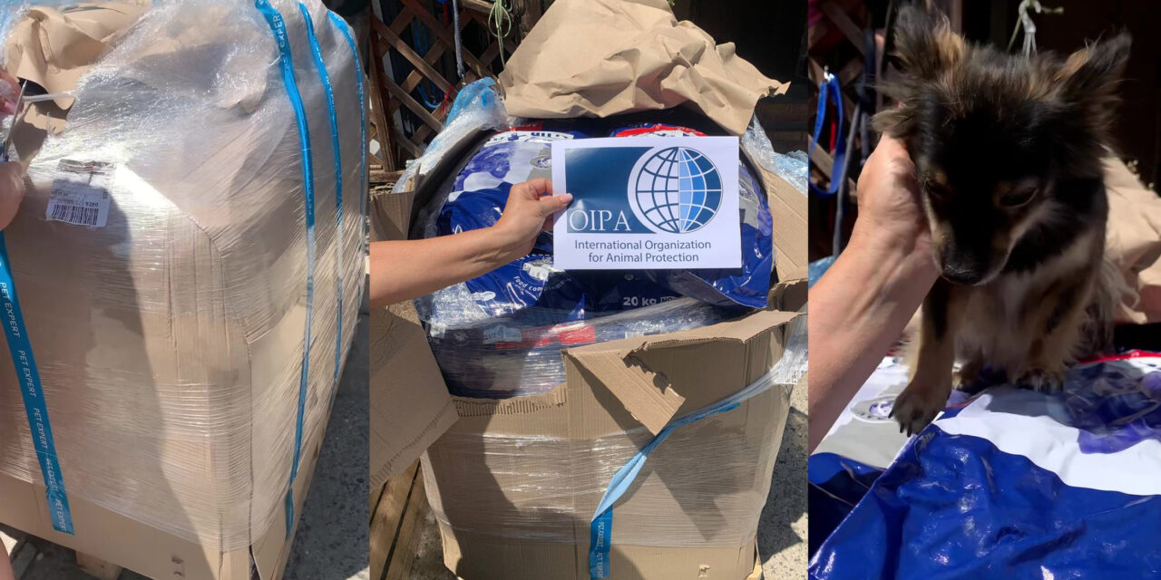 EMERGENCY UKRAINE, FOOD FOR DOGS AT SHELTER GOROD COBAK