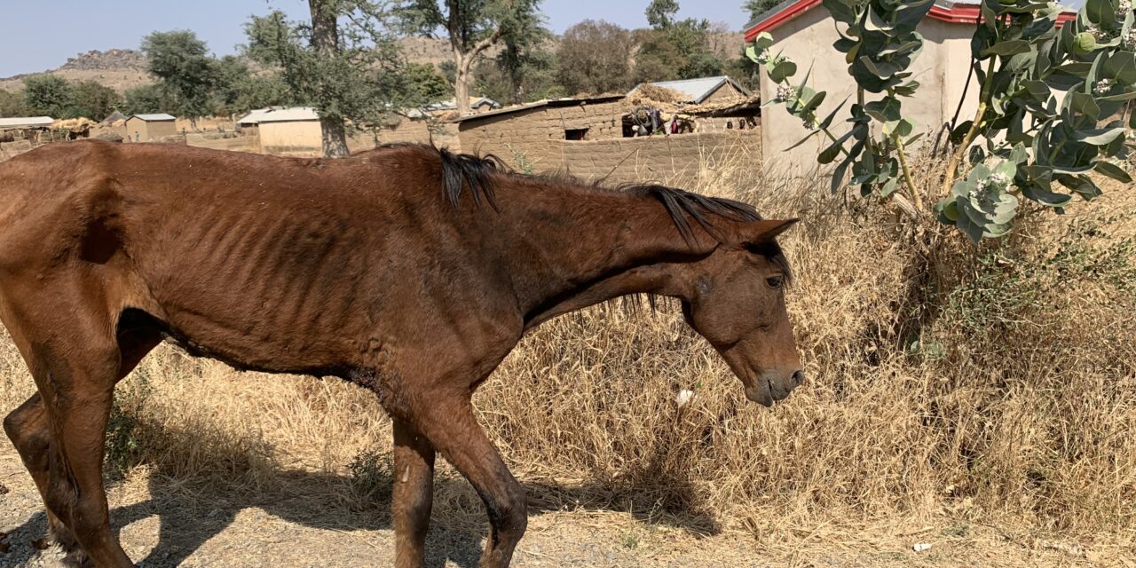 JOJO, A SICK HORSE EXPLOITED AND THEN ABANDONED