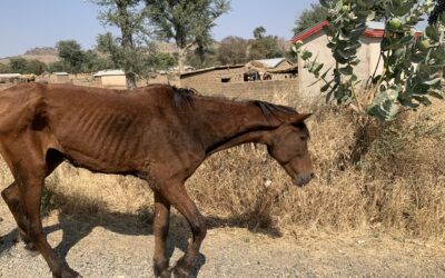 JOJO, A SICK HORSE EXPLOITED AND THEN ABANDONED