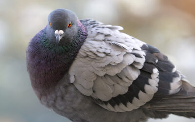 STOP CRUELTY TOWARDS LIMINAL ANIMALS