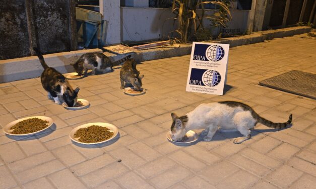 OIPA CELEBRATE THE INTERNATIONAL CAT DAY WITH STARVING STRAYS IN DUBAI