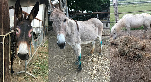 OIPA VOLUNTEERS IN RAVENNA ARE HELPING SIX EQUIDS RESCUED FROM NEGLECT. LET’S HELP THEM REBIRTH WITH AN ACT OF KINDNESS