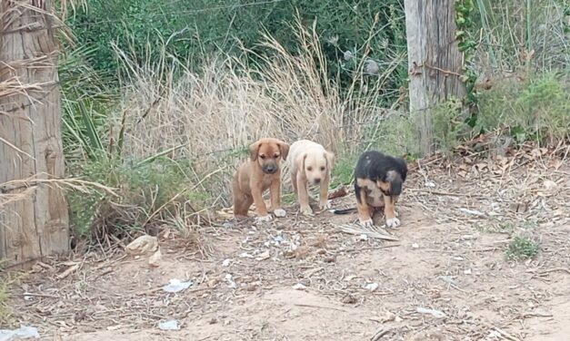 PUPPIES AND ADULT DOGS ARE NEEDING YOUR HELP IN PALERMO. BECOME A LIFESAVER BY DONATING FOR THEIR CARE