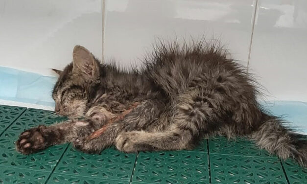 OIPA VOLUNTEERS SAVE LITTLE VINCENT, A KITTEN FOUND NEAR DEATH ON THE SIDE OF A ROAD. LET’S NOT LEAVE HIM ALONE