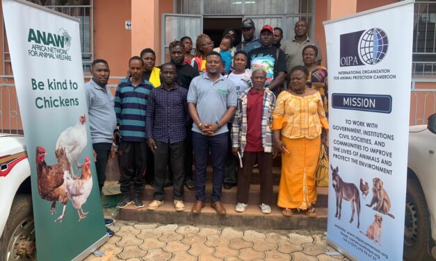 OIPA CAMEROON ASSESTS THE STATUS OF CHICKEN CAGED FARMING AND ITS LEGAL POLICY FRAMEWORK IN CAMEROON