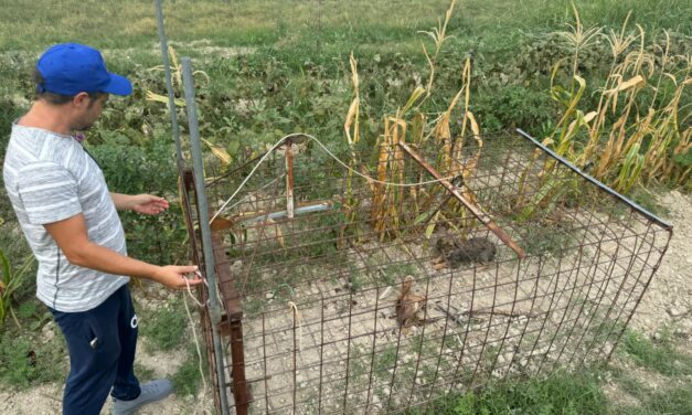 RESCUED FROM A DEADLY TRAP: VOLUNTEERS SAVE ELENA. MALNOURISHED AND TERRIFIED, SHE NOW NEEDS TO HEAL