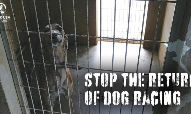 STOP THE COMEBACK OF GREYHOUND RACING IN VIETNAM