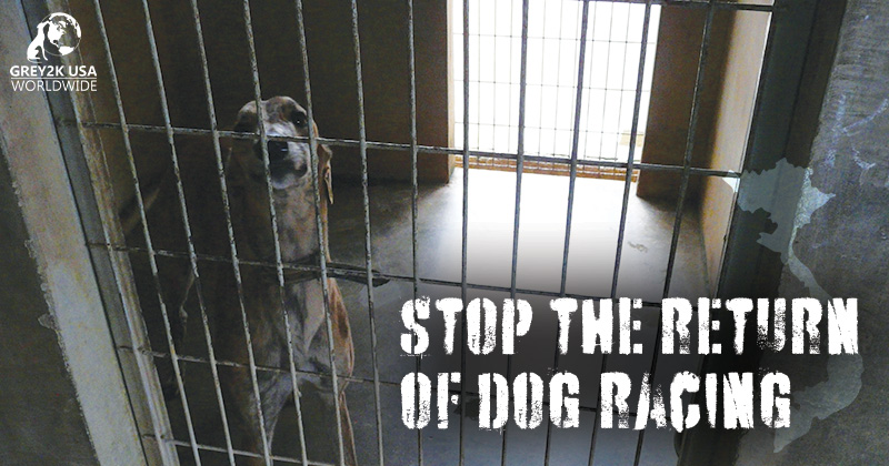 STOP THE COMEBACK OF GREYHOUND RACING IN VIETNAM