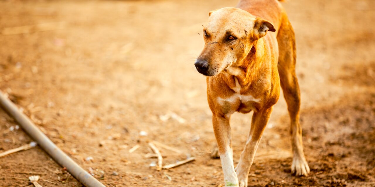 STOP THE KILLING OF STRAY ANIMALS: A PLEA FOR COMPASSION IN KAJJANSI