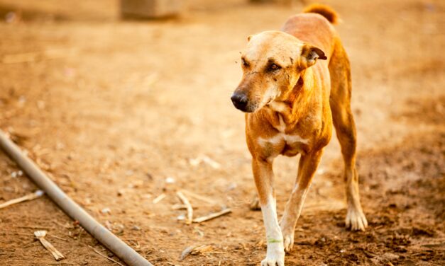 STOP THE KILLING OF STRAY ANIMALS: A PLEA FOR COMPASSION IN KAJJANSI