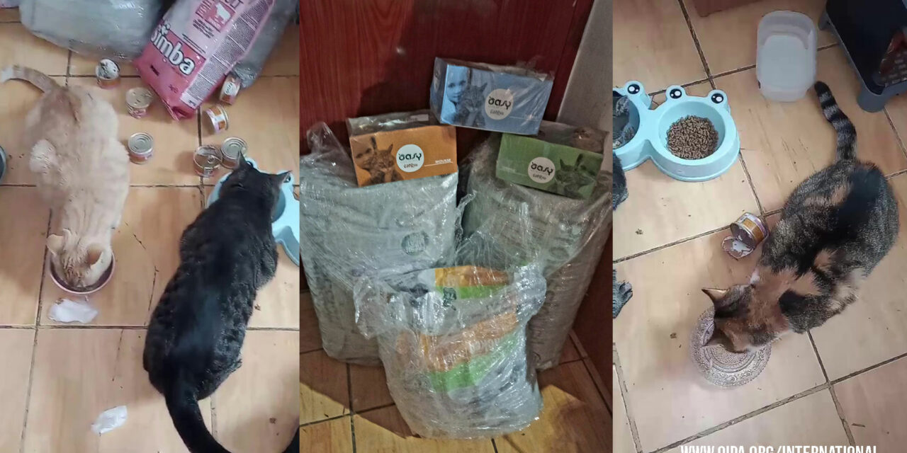 FOOD DONATION FOR CATS IN TUZLA