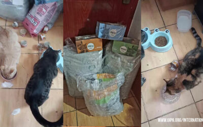 FOOD DONATION FOR CATS IN TUZLA