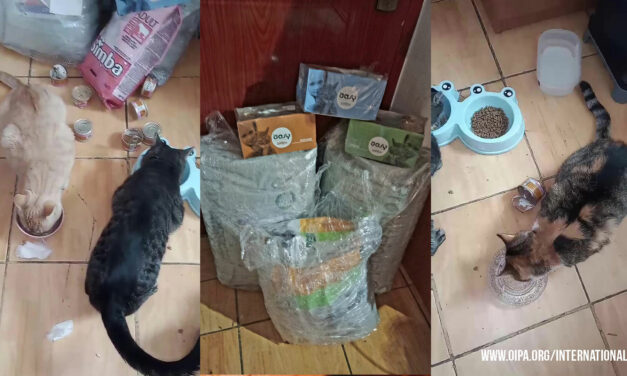 FOOD DONATION FOR CATS IN TUZLA