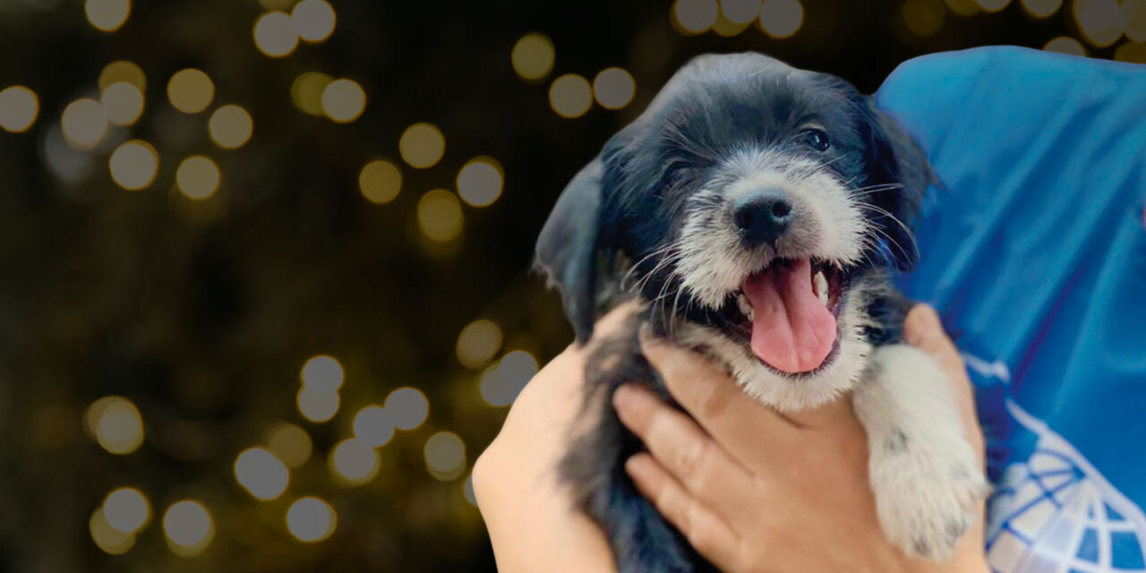 THEY ARE FAMILY NOT PRESENTS. PETS ARE A LIFELONG COMMITMENT, NOT A HOLIDAY TREND.