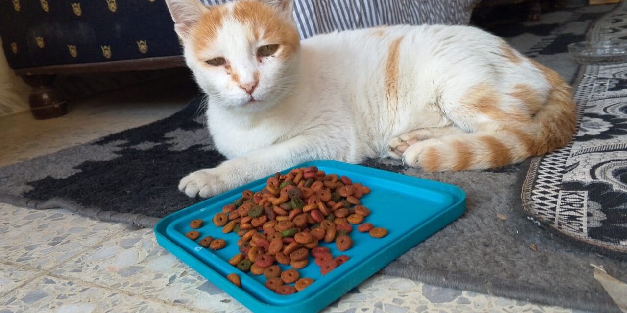 A CALL FOR COMPASSION: OIPA SUPPORTING ANIMAL WELFARE AMID SYRIA’S CRISIS