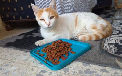 A CALL FOR COMPASSION: OIPA SUPPORTING ANIMAL WELFARE AMID SYRIA’S CRISIS