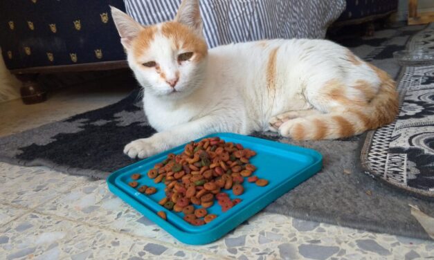 A CALL FOR COMPASSION: OIPA SUPPORTING ANIMAL WELFARE AMID SYRIA’S CRISIS