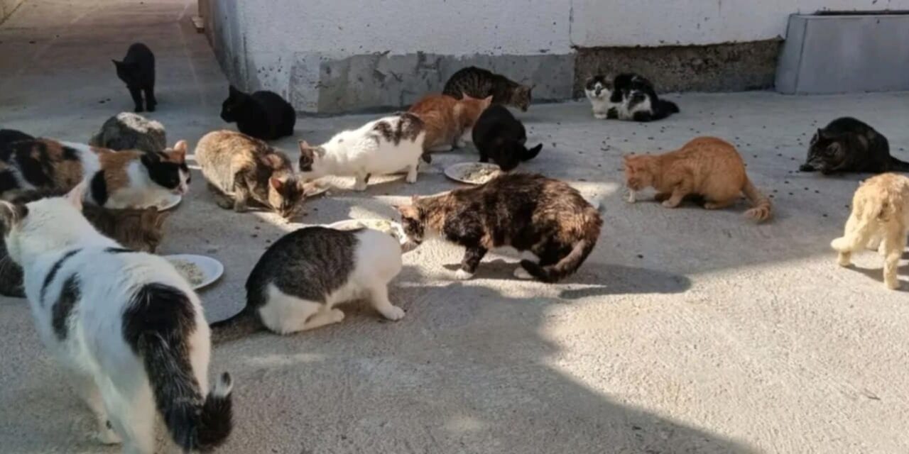 A PAWSOME ACT OF KINDNESS FOR CATS IN BOSNIA