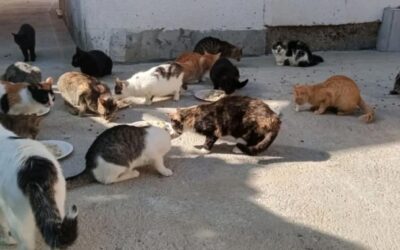 A PAWSOME ACT OF KINDNESS FOR CATS IN BOSNIA