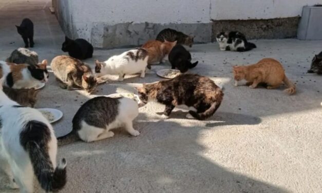 A PAWSOME ACT OF KINDNESS FOR CATS IN BOSNIA