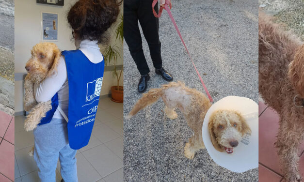 A DOG RESCUED WITH A CUT OFF PAW