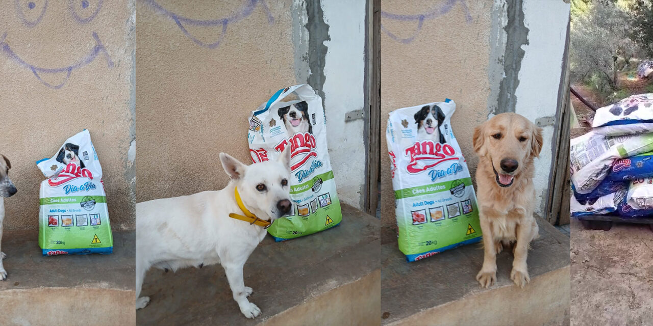 FOOD BRINGS RELIEF TO DOGS IN LEBANON