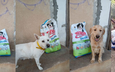 FOOD BRINGS RELIEF TO DOGS IN LEBANON