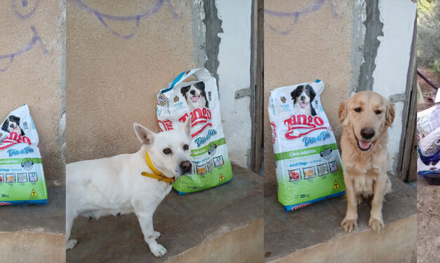 FOOD BRINGS RELIEF TO DOGS IN LEBANON