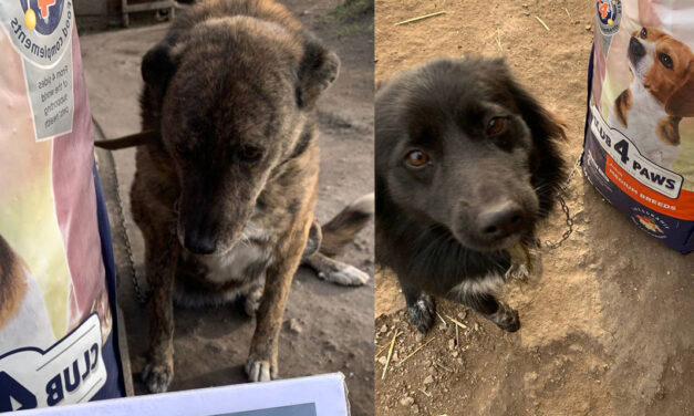 DECEMBER’S SUPPORT FOR ANIMALS IN UKRAINE