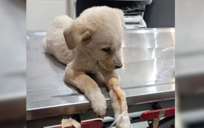 SUPPORT STRAY ANIMALS IN ANKARA