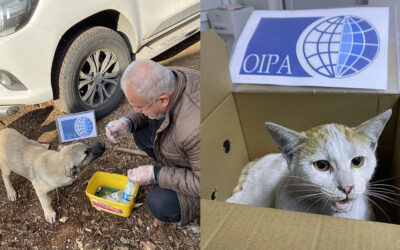 A THREE-MONTH INITIATIVE FOR EDUCATION, AWARENESS, AND VETERINARY CARE IN KURDISTAN